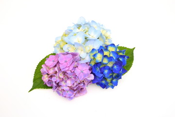 紫陽花