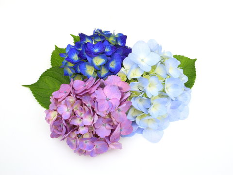 Fototapeta 紫陽花
