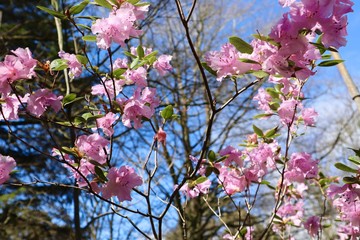 Beautiful Pink Azalea Bush in Spring
