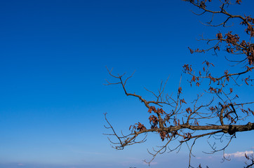 Blue sky over tree at Bukhansan national park