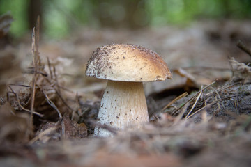 mushroom