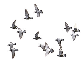 flock of speed racing pigeon bird flying on white background
