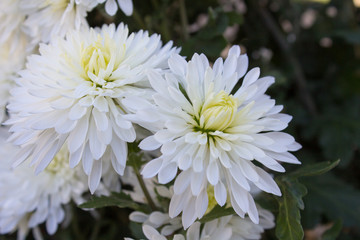 White Chrysanthemum morifolium,Beautiful white chrysanthemums close up background.