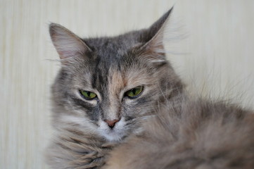 gray fluffy cat lies at home