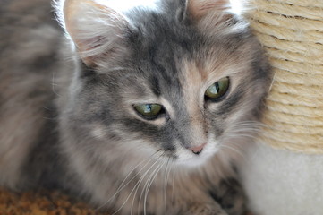 gray fluffy cat lies at home