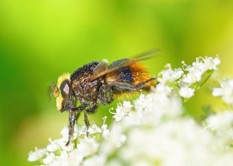 A bumblebee collects nectar from a flower.