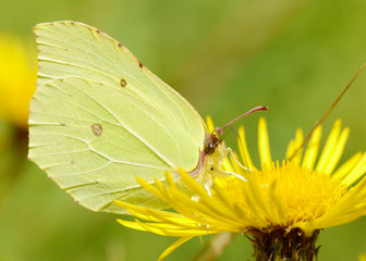 Butterfly drinks nectar from a flower.