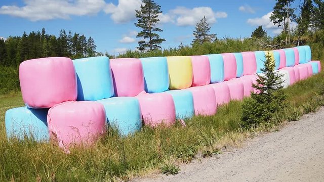 Colorful silage bales beside a country road in woodland on a sunny summer day.
