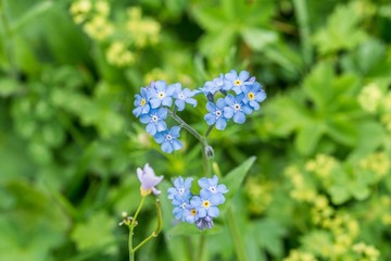 Bl&uuml;hende Alpen Vergissmeinnicht auf einer Blumenwiese, &Ouml;sterreich