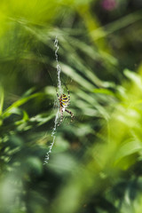 Spinne in natürlicher grüner Umgebung