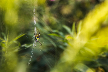 Spinne im Zentrum ihres Netzes, umgeben von Natur