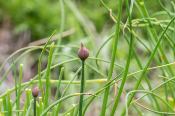 Schnittlauch abgeschnitten und mit noch geschlossenen Blüten