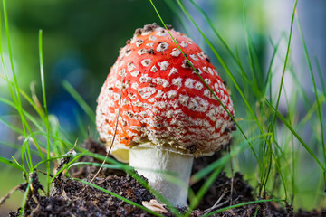Non-edible poisonous red mushroom Amanita in a forest clearing among the grass, twigs and leaves of the forest autumn landscape
