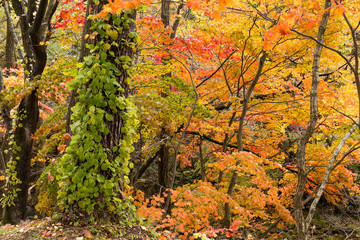 Forest in Autumn
