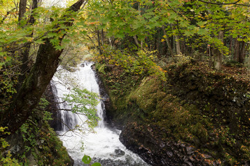 Obraz premium Oirase mountain stream in towada