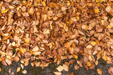 Dried autumn leave on floor