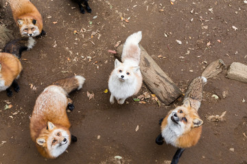 Group of fox together