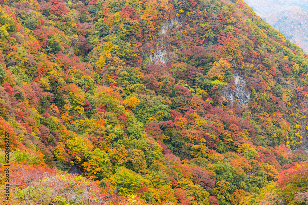 Sticker mountain forest in autumn