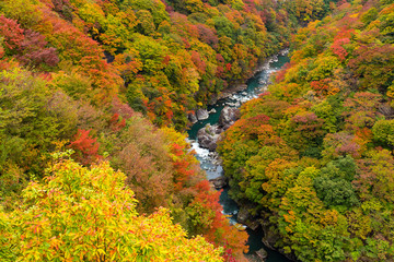 Kinugawa in autumn season