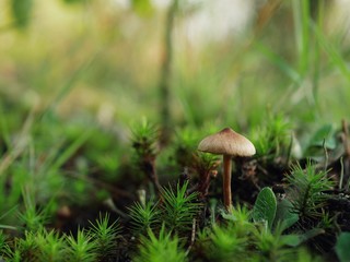 Polonne / Ukraine - 30 August 2018: A small mushroom sprouted on a green moss