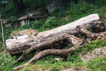 Entspannter Leopard bei Mittagspause auf einem Baum liegend