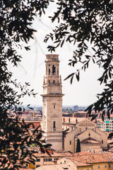 Blick auf den Dom von Verona zwischen Olivenbäumen