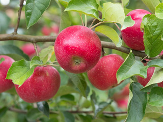 Apfel - Apfelbaum - Apfelernte im Garten