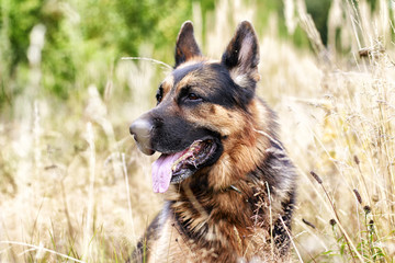 Dog German Shepherd in a field and yellow grass