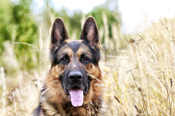 Dog German Shepherd in a field and yellow grass