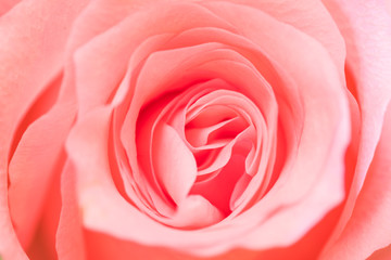 Pink rose texture