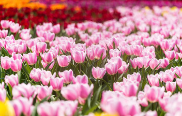 Obraz premium Colorful Tulip flower garden