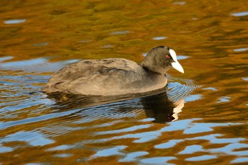 Close up of a coot swimming in the water