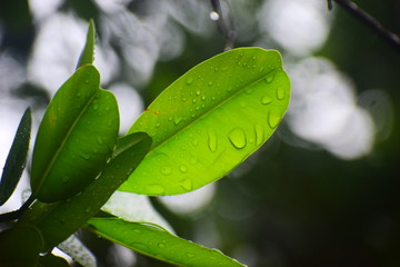 leaf with drops of water