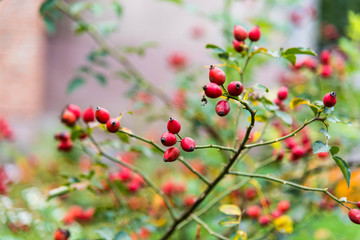 Close-up of dog-rose berries. Dog rose fruits (Rosa canina). Wild rosehips in nature.