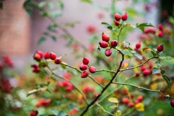 Fototapeta premium Close-up of dog-rose berries. Dog rose fruits (Rosa canina). Wild rosehips in nature.