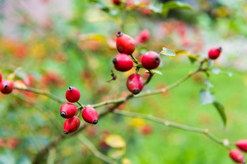 Obraz premium Close-up of dog-rose berries. Dog rose fruits (Rosa canina). Wild rosehips in nature.