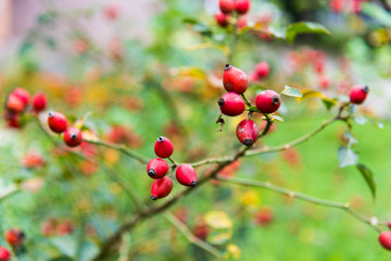 Obraz premium Close-up of dog-rose berries. Dog rose fruits (Rosa canina). Wild rosehips in nature.