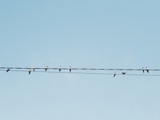 Polonne / Ukraine - 31 August 2018: swallows on wires in the background of a clean sky