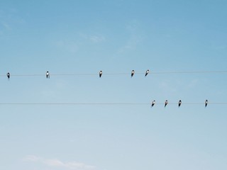 Polonne / Ukraine - 31 August 2018: swallows on wires in the background of a clean sky