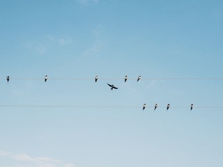Polonne / Ukraine - 31 August 2018: swallows on wires in the background of a clean sky