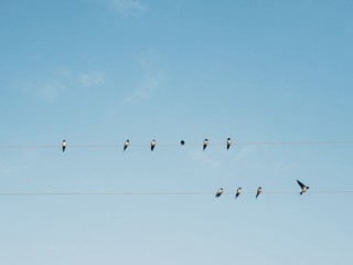 Polonne / Ukraine - 31 August 2018: swallows on wires in the background of a clean sky