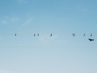 Polonne / Ukraine - 31 August 2018: swallows on wires in the background of a clean sky