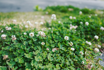 Bee sitting on white wildflower on lawn next to street