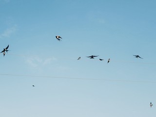 Polonne / Ukraine - 31 August 2018: swallows on wires in the background of a clean sky