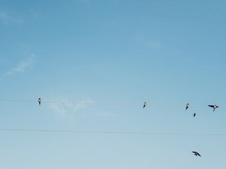 Polonne / Ukraine - 31 August 2018: swallows on wires in the background of a clean sky