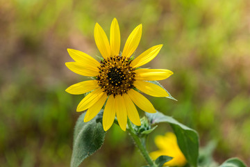 Sunflower growing wild.
