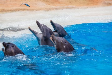 Obraz premium Group of dolphins during feeding.