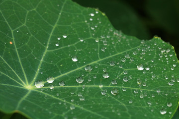 Water drop on leaf after the rain.
