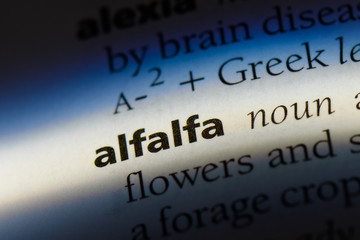 Obraz premium alfalfa