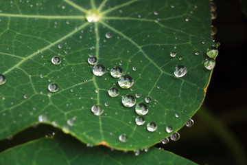Water drop on leaf after the rain.